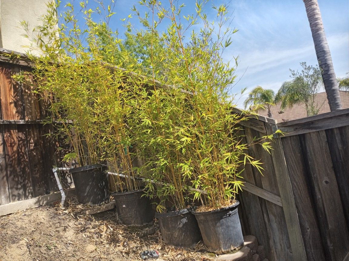 $27 EACH 7-9 FT GOLDEN BAMBOO PLANTS