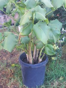 5 Gal. Planta Santa Plant