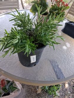 Romero planta $6