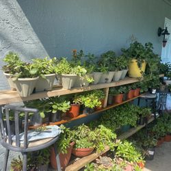 Plants For Sale From $2