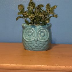 White Nerve Plant In Owl Planter 
