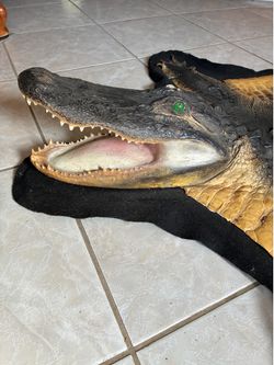 Alligator mount