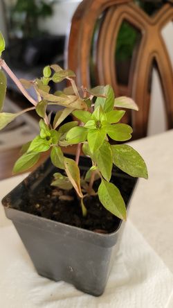 Crimson King Basil Plant Richer Color, Better Leaf Form, and Greater Vigor!