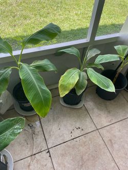 Edible Banana trees