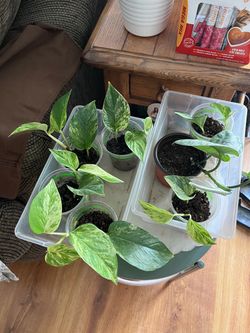 Indoor plants $5 each
