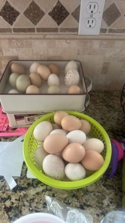 Fresh eggs