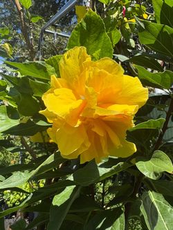 Double bloom yellow hibiscus tree