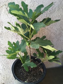 Yellow fig tree