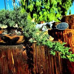 Absolutely Gorgeous Juniper Bonsai Tree 