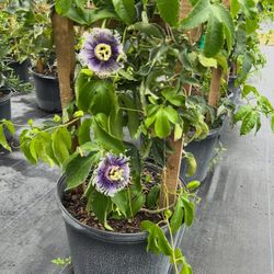 💜 Plant: Purple Passion Vine