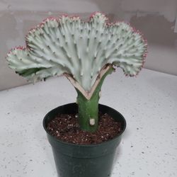 Euphorbia Lactea "Cristata" Coral Cactus,