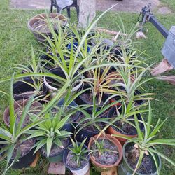 Pineapple Plant's 