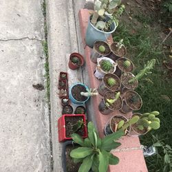 Cactus 🌵 sale