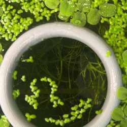Aquarium Fish Feeding Ring