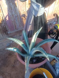 Plants and agaves