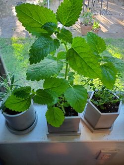 Trio Garden Herbs in Concrete Planter Set