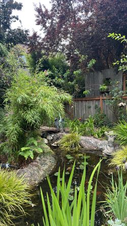 Clumping bamboo