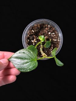 Philodendron Brandi