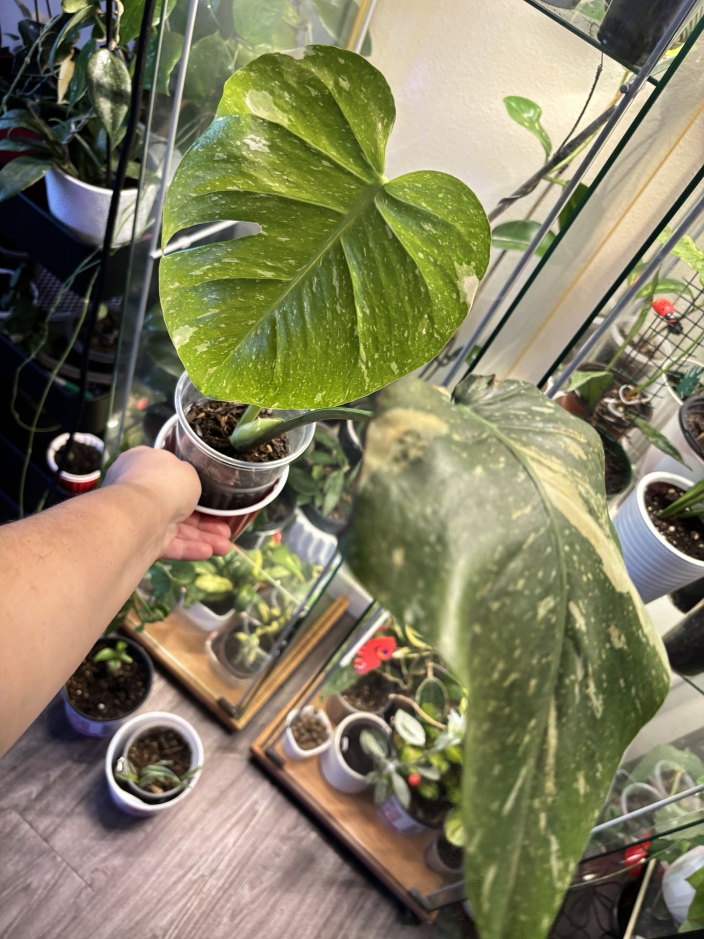 Monstera Thai Constellation