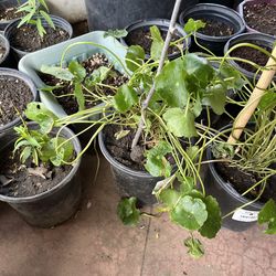 Marsh Pennywort, Copper Money Tree❤️