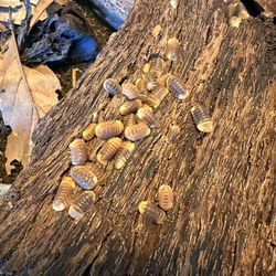 Rubber Ducky Isopods