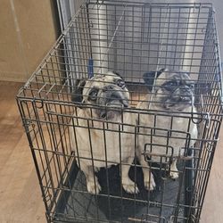 Dog Kennel 🐶 Used Training Cage