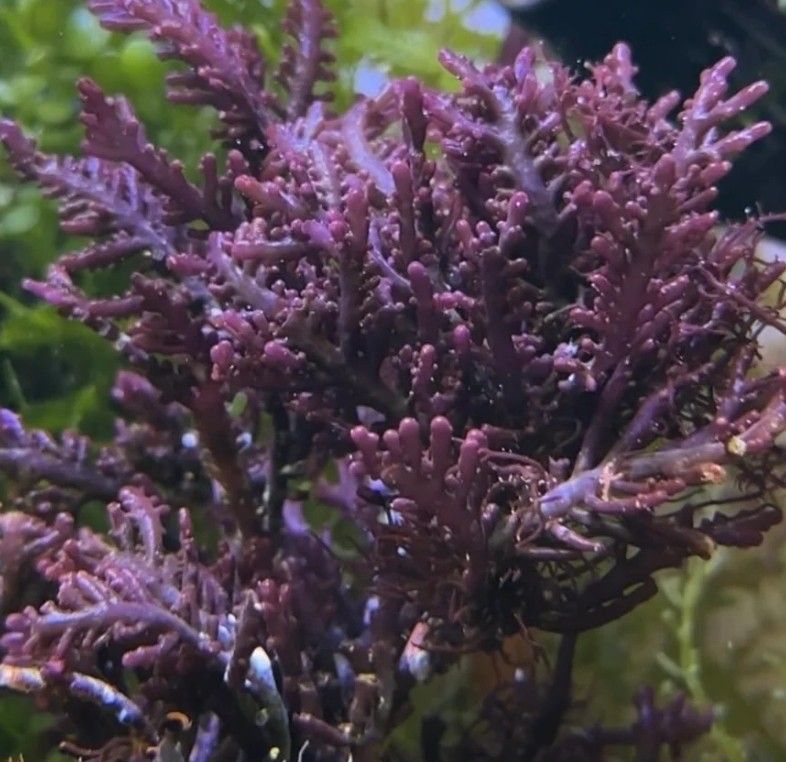Purple Laurencia- SALTWATER PLANTS