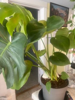 17” monstera in 7” pot
