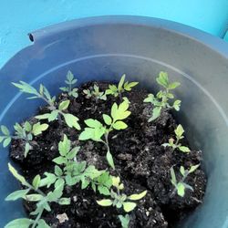 🍅🍅TOMATOES PLANT JITOMATES 🍅🍅