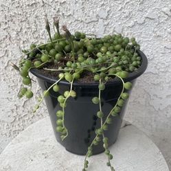 1.5 Gallon Pot Hanging Succulent Plant - String of Pearls - Curio Rowleyanus - Rooted & Established - Drought Resistant - 🪴
