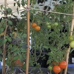 Tomato Potato Tomotato Plant