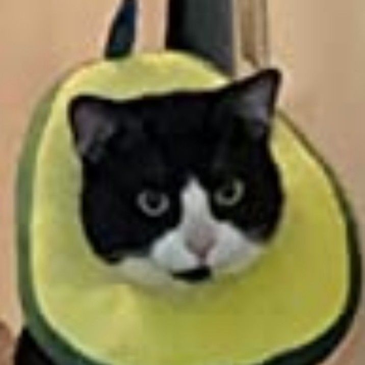 Cat/dog Recovery Collar Cone Of Shame Avocado 