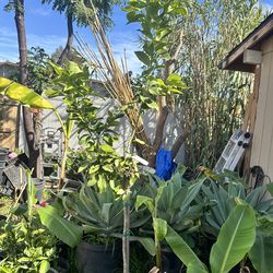 Eureka lemon tree - grafted- 15 gallon pot