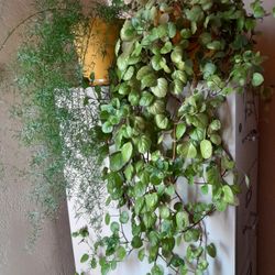 Asparagus Fern And Creeping Charlie Plants
