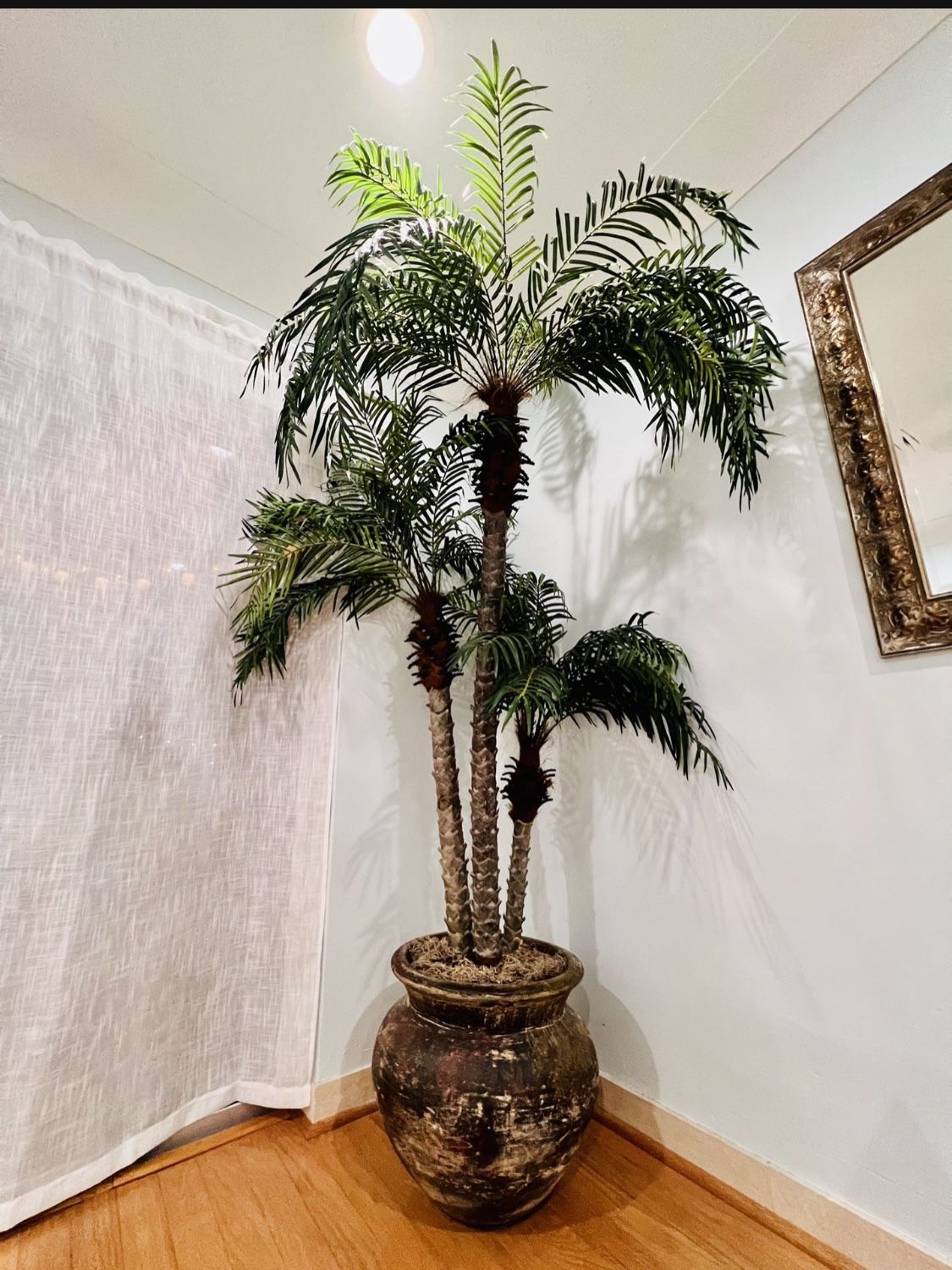 Silk palm Tree HUGE’ Over 7 Feet Tall! Breathtaking!