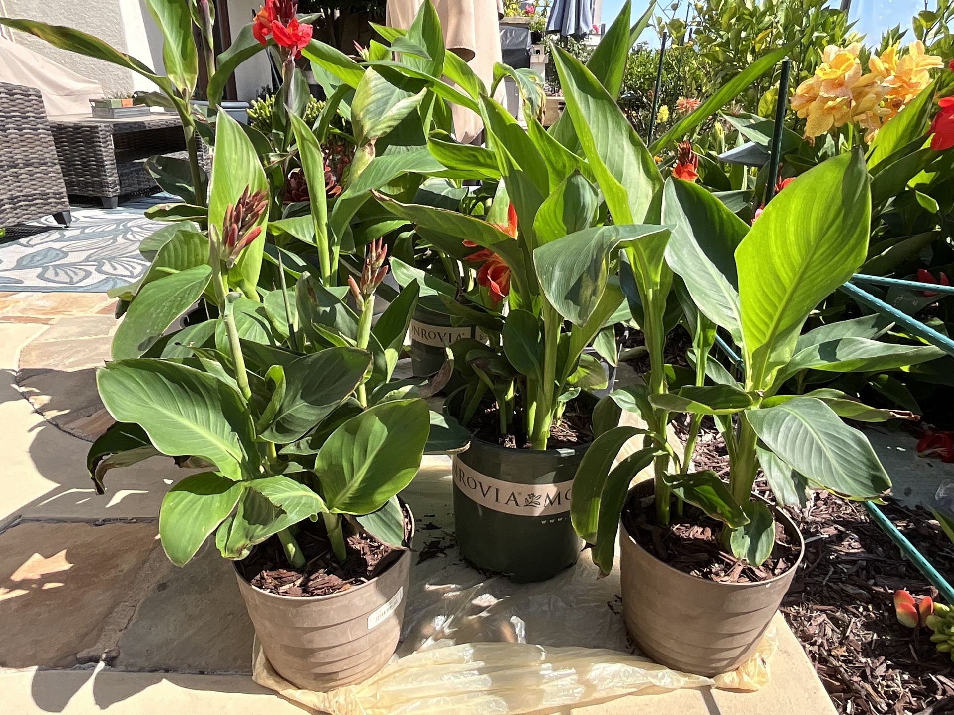 Canna Lily Plants (Red / Orange Flowers) ready to plant