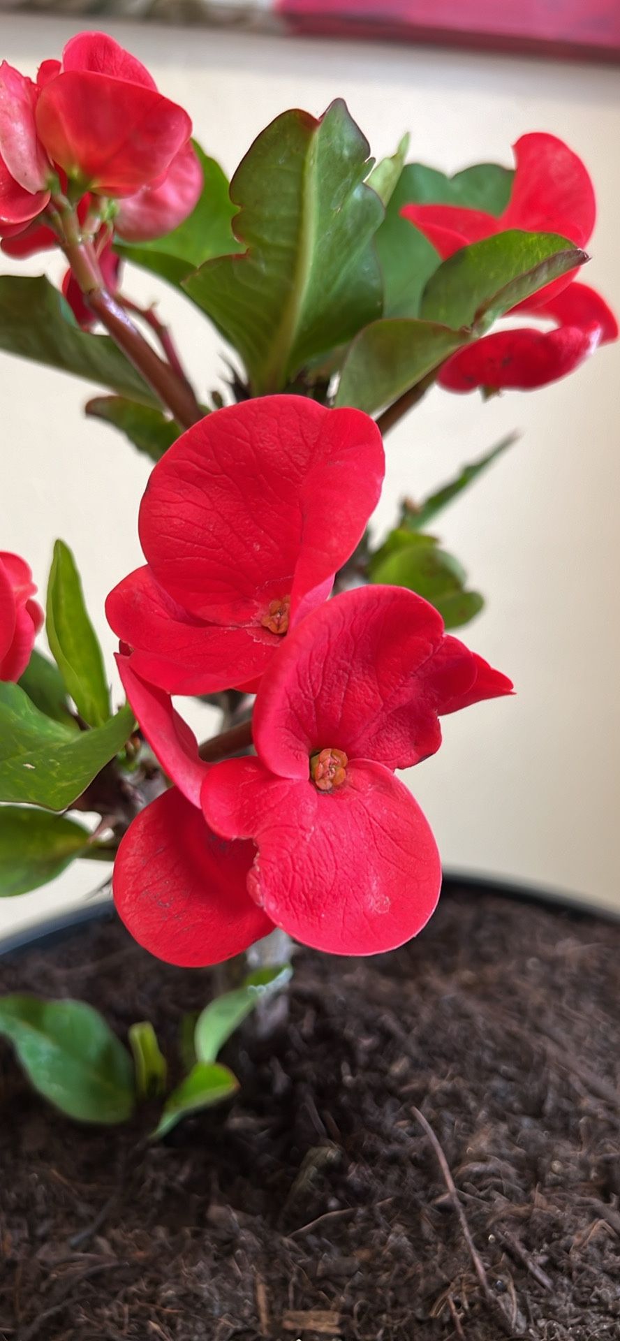 Planta Corona De Cristo Flores Roja Jumbo