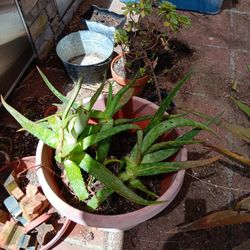 Aloe