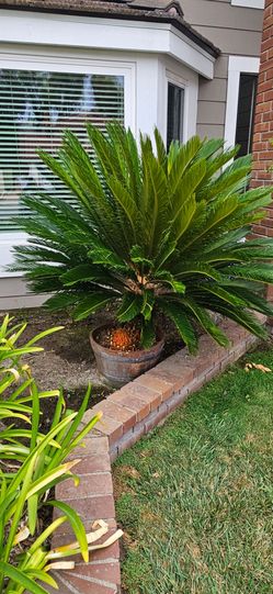 Sago Palm