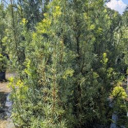 Huge Podocarpus Over 6 To 7 Feet Tall Instant Privacy Hedge 