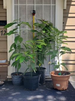 Avocado Tree