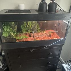 male Banana Ball Python with cage