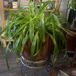 Spider Plant 
