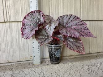 Begonia Rex Silver White/Silver Splash Plants
