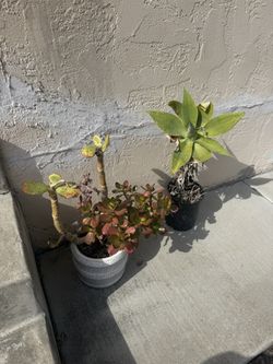 Plants