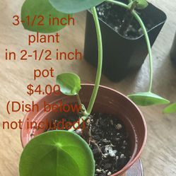 Live Chinese Money Plant - Well Rooted, Healthy
