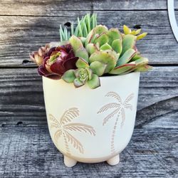 Succulent Mix Planter 