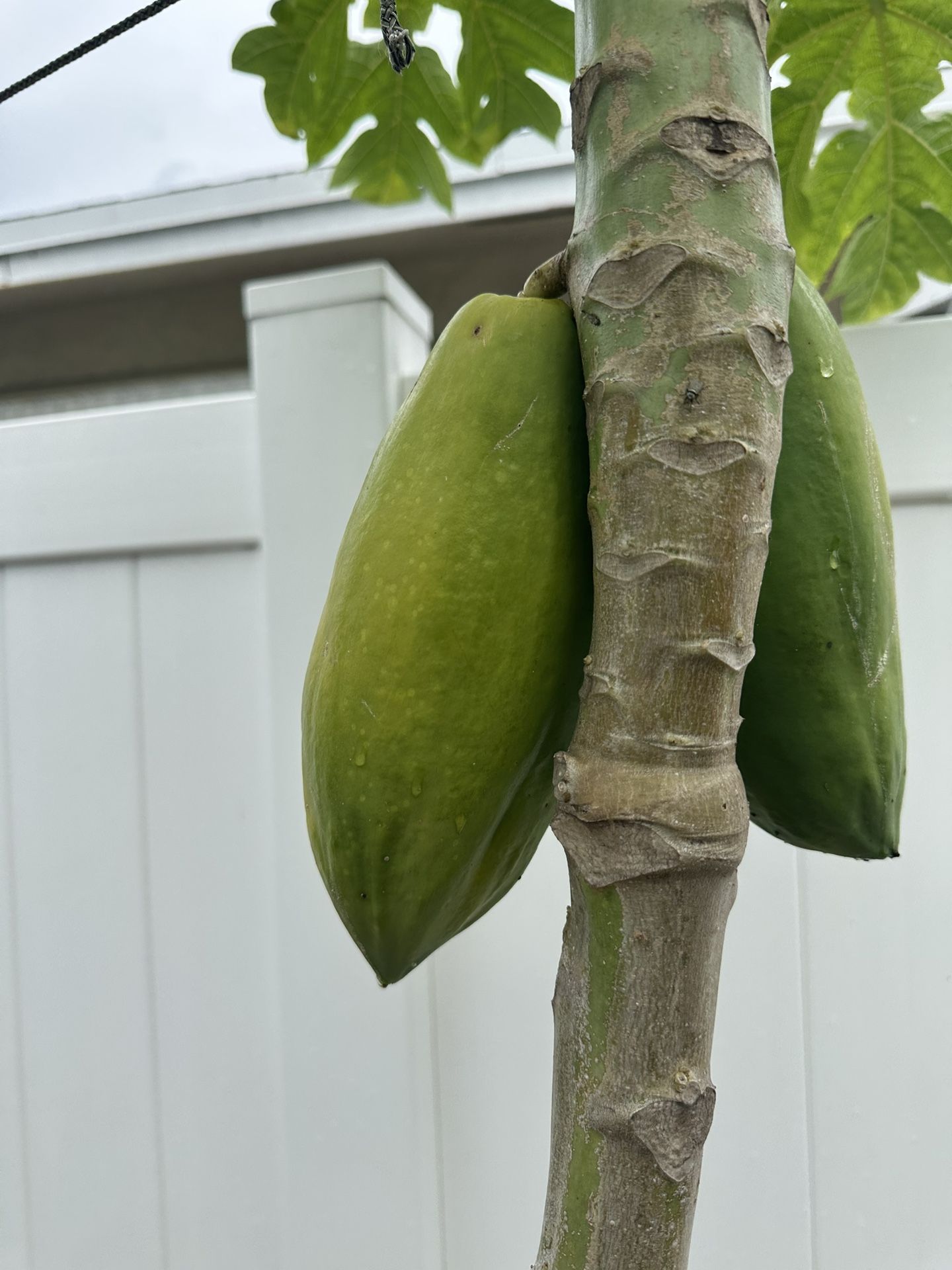 Organic Papayas – Fresh from My Backyard Tree!