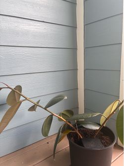 Rubber Plant