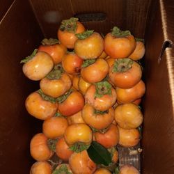 FUYU PERSIMMONS!!!